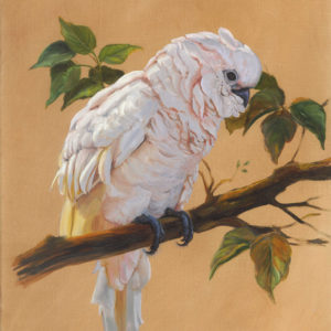 Rosita Cockatoo Art Print shows a cockatoo sitting on a branch by martha dodd