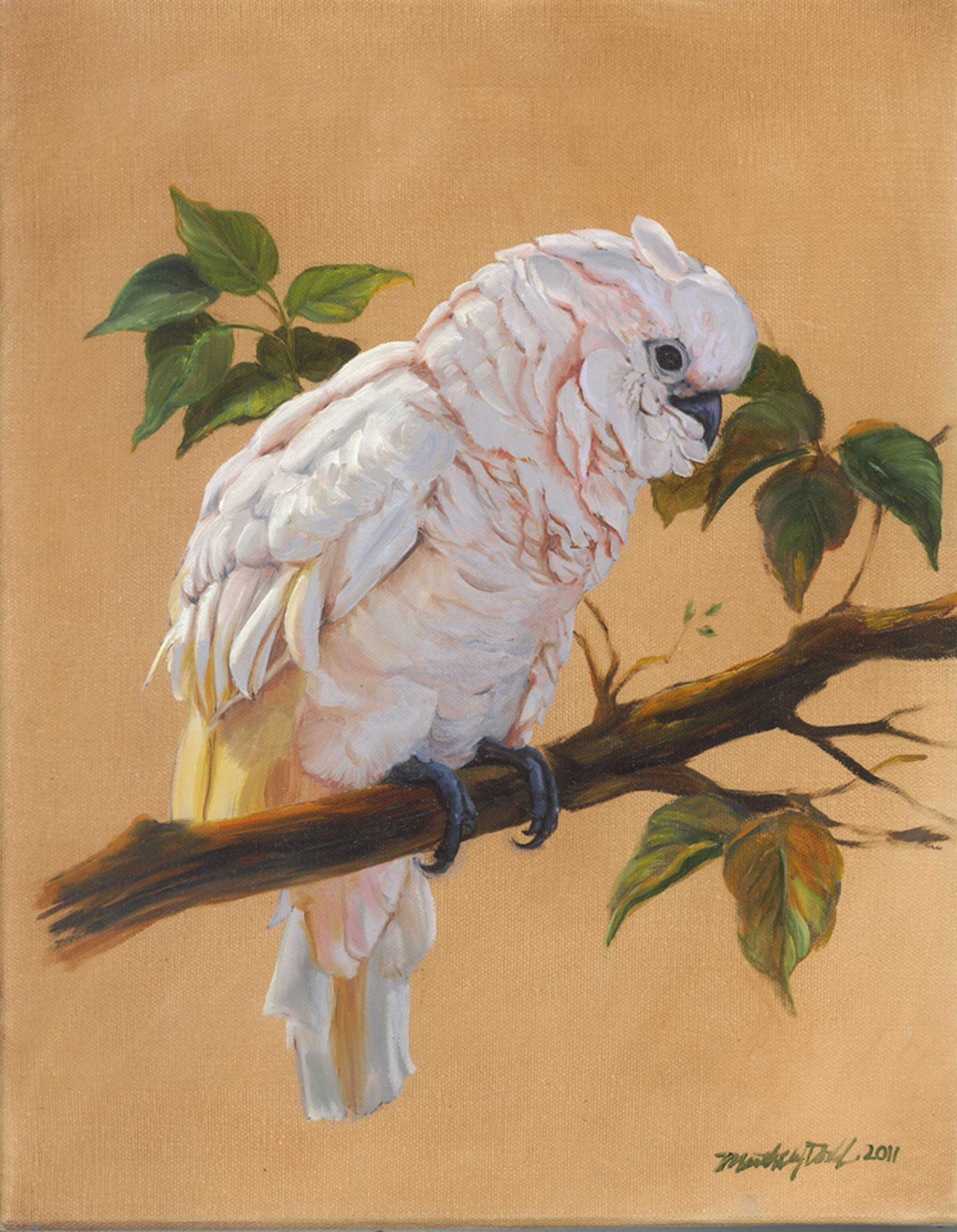 Rosita Cockatoo Art Print shows a cockatoo sitting on a branch by martha dodd