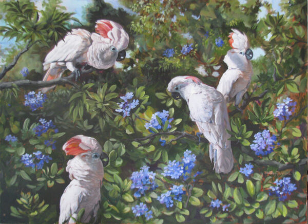 cockatoo fine art prints