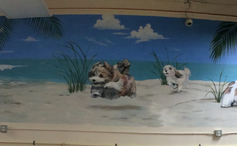 Martha J Dodd’s Latest Murals Feature Havanese Puppies!