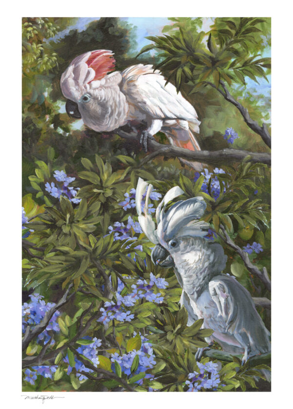 Pair of Cockatoos Art Print by Martha Dodd, Bird art, Bird lover, australian wildlife