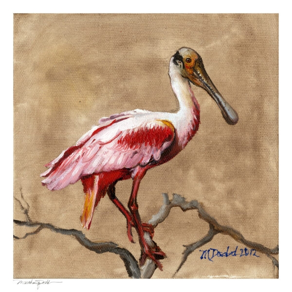 Roseatte Spoonbill art print by Martha Dodd, Pink Bird, Bird Lover, Florida Bird