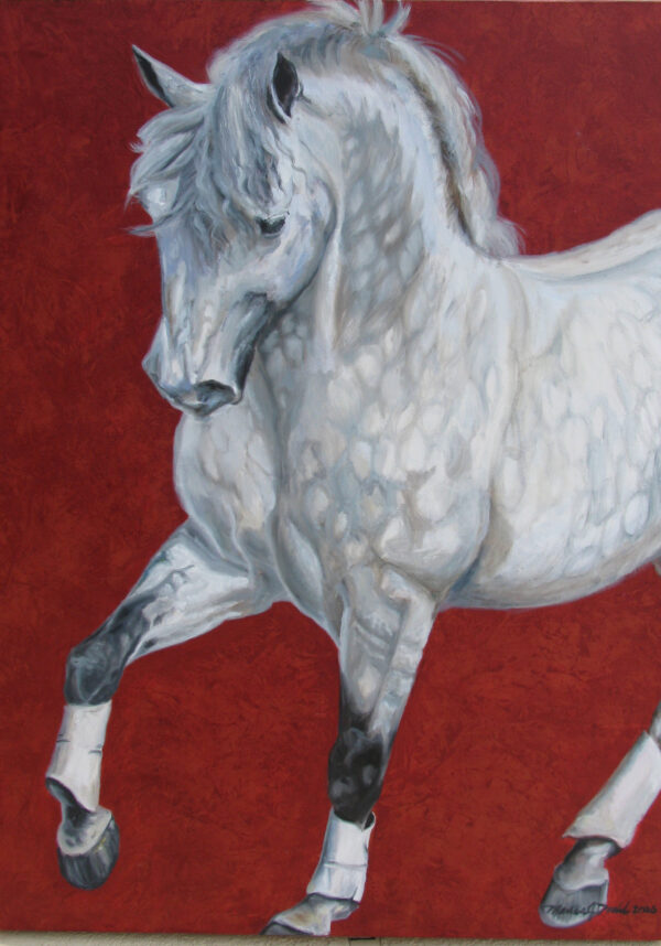 Lusitano Stallion wall art