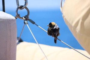 closeup of the black and yellow bobolink