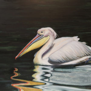 Painting of a white pelican floating on dark water by Martha Dodd