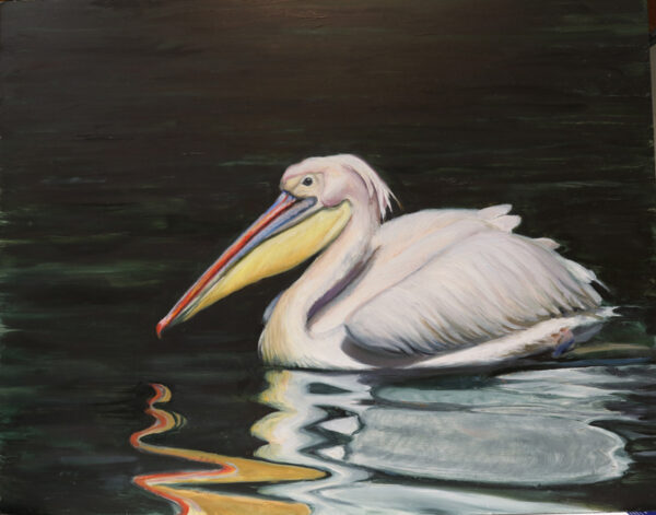 Painting of a white pelican floating on dark water by Martha Dodd