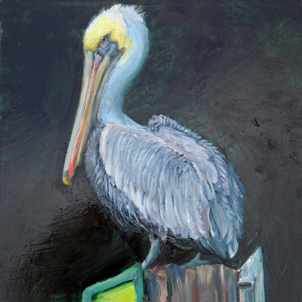 painting of a brown pelican on a dark background by Martha dodd