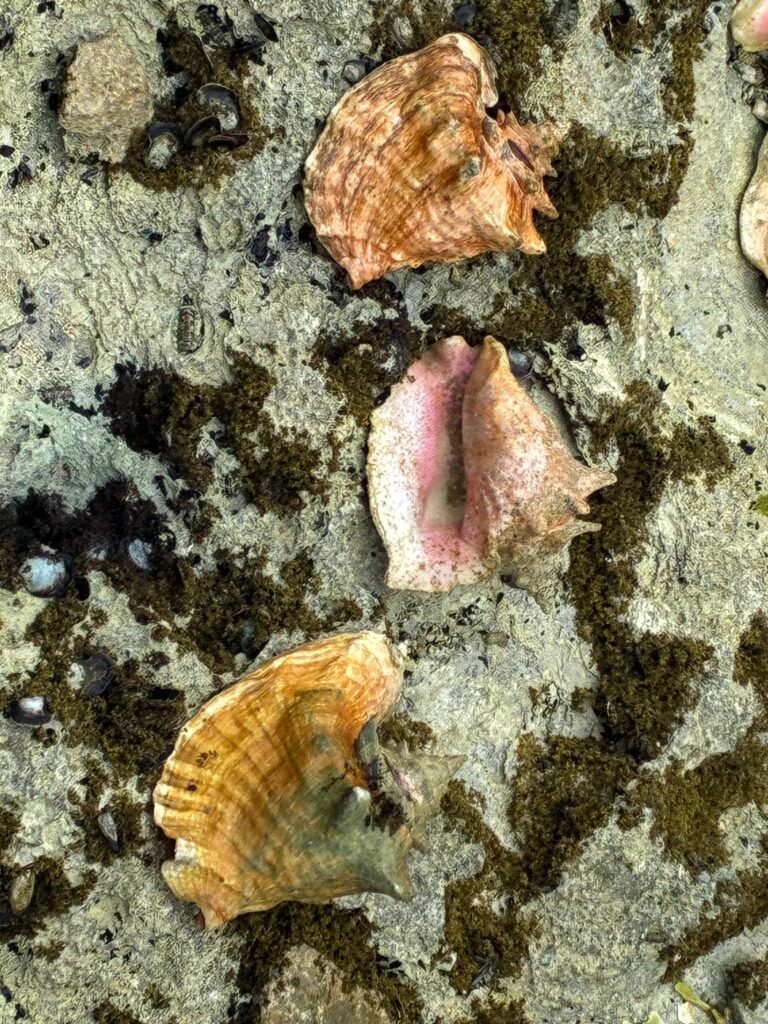 conch shells
