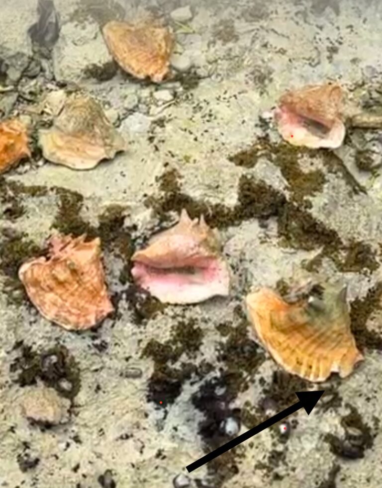 The Bahamas, part 1
